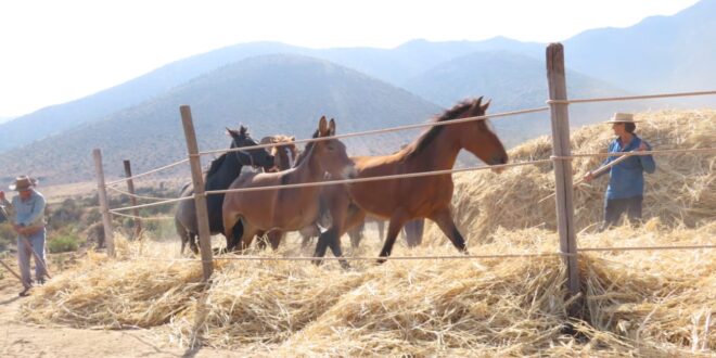 La Trilla a Yegua Suelta en Tambillos reunió a familias y visitantes en una jornada inolvidable