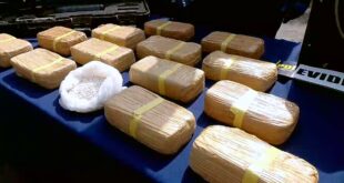 PDI incauta millonario cultivo de cannabis “In door”, armas y cocaína en parcelas de agrado de Andacollo