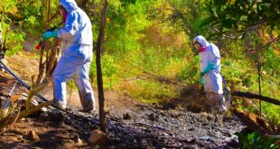 Alcaldesa de Río Hurtado oficia a autoridades a informar qué hortalizas sembrar dentro del contexto de mosca de la fruta