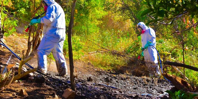 Alcaldesa de Río Hurtado oficia a autoridades a informar qué hortalizas sembrar dentro del contexto de mosca de la fruta