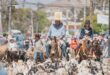 Illapel se llena de cultura y tradición con la XV versión del Día de la Trashumancia y el Criancero Caprino