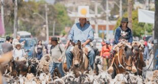 Illapel se llena de cultura y tradición con la XV versión del Día de la Trashumancia y el Criancero Caprino