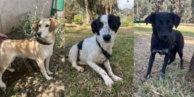 Municipalidad de La Serena dará en adopción a perros rescatados desde incendio