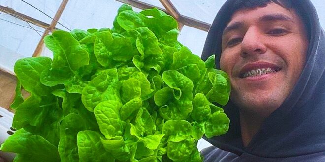 Joven agricultor de Tongoy se abre camino con las lechugas hidropónicas: “Para las Fiestas Patrias las vendí todas a un restorán”