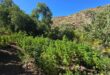 PDI incinera más de 2 millones de dosis de cannabis al incautar plantación en valle de Salamanca
