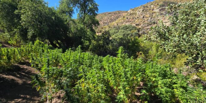 PDI incinera más de 2 millones de dosis de cannabis al incautar plantación en valle de Salamanca