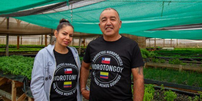 Región de Coquimbo consolida un modelo agrícola resiliente la hidroponía como respuesta a la escasez hídrica