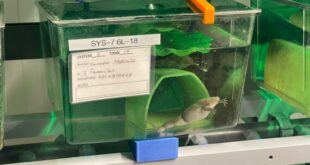 Startup con base en Coquimbo proyecta tecnología de monitoreo acuícola a mercados internacionales