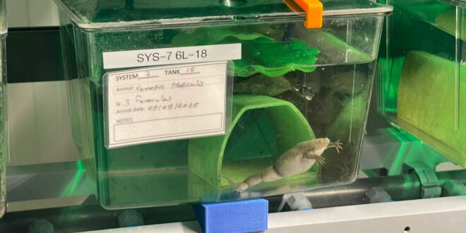 Startup con base en Coquimbo proyecta tecnología de monitoreo acuícola a mercados internacionales